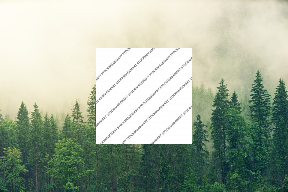 Image hover effect image